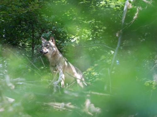 Foto Wolf, &copy; Hans Oppermann