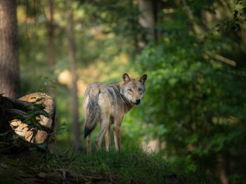 Foto Wolf, &copy; AdobeStock/Dennis
